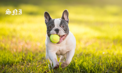 blue french bulldog