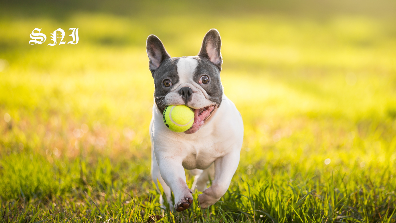 blue french bulldog