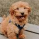 mini goldendoodle full grown